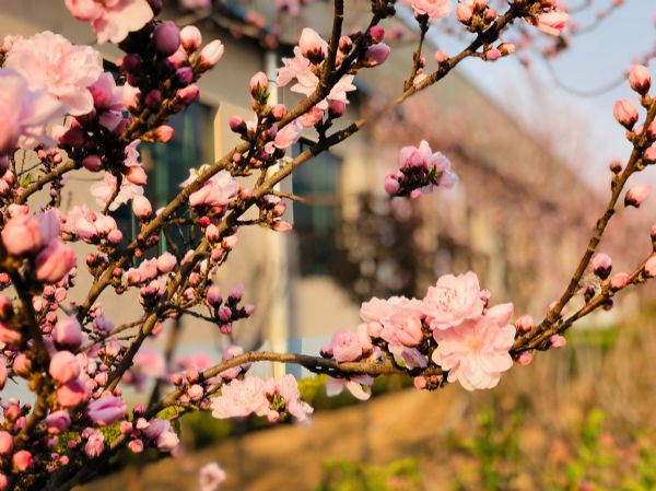 春天，花開成詩