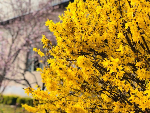 春天，花開成詩