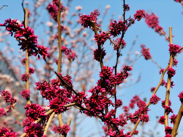 春天，花開成詩