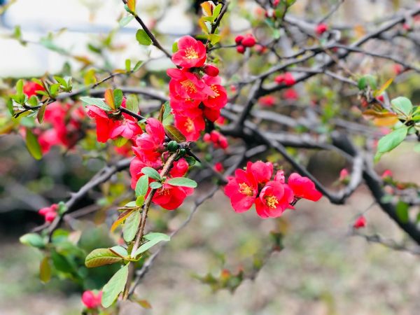 春天，花開成詩