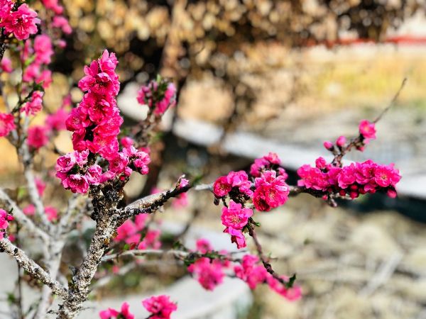 春天，花開成詩